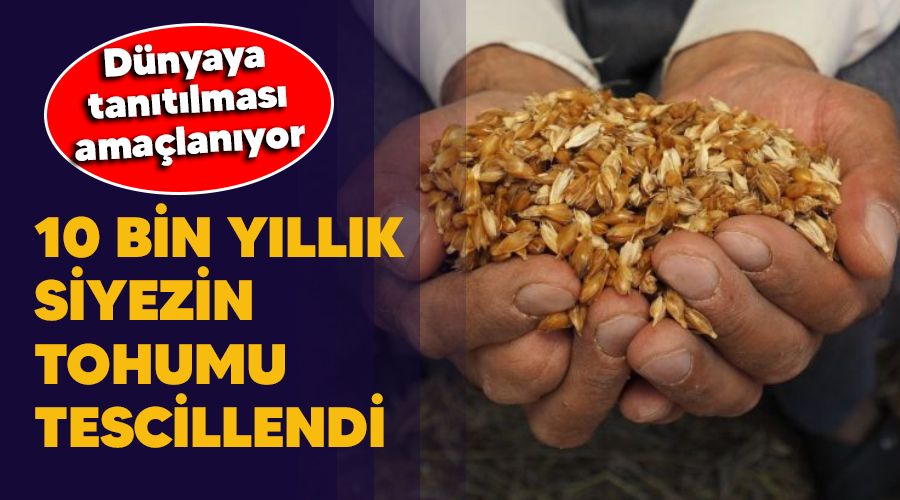 10 bin y�ll�k siyezin tohumu tescillendi