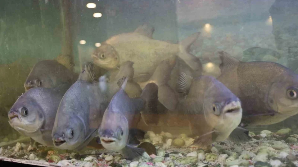 12 y�ld�r kelle pa�ayla besleniyorlar