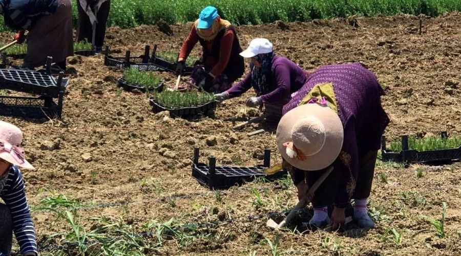 2 buçuk milyon biberiye fidesi toprakla buluştu