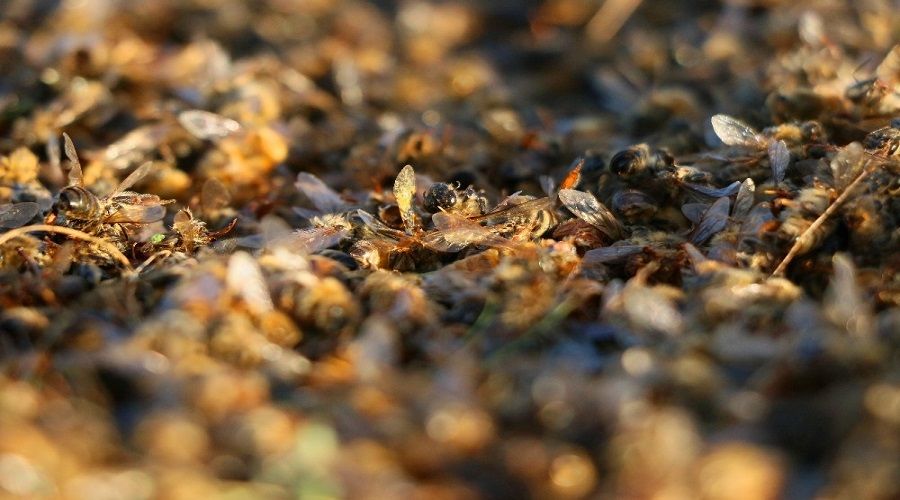 Adana'da arı ölümleri