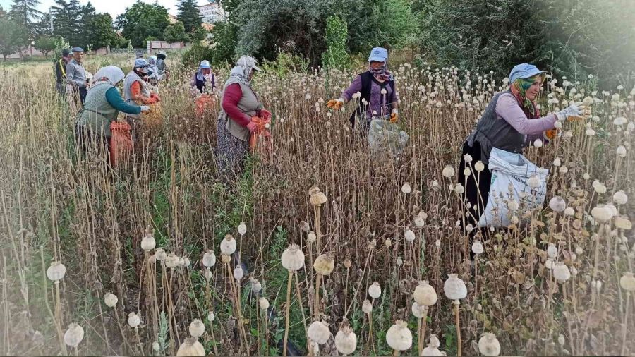 Afyonkarahisar'da haşhaş hasadı başladı