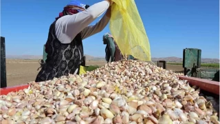 Aksaray'dan organik sarmsaklarn ekimi balad