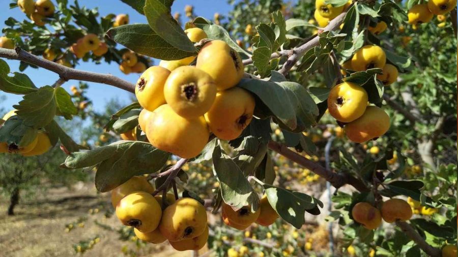 Al�� dal�nda 50 tezgahta 70-80 lira