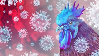 Almanya'da kuş gribi önlemi: Kümes hayvanları kapalı alanlarda tutulacak