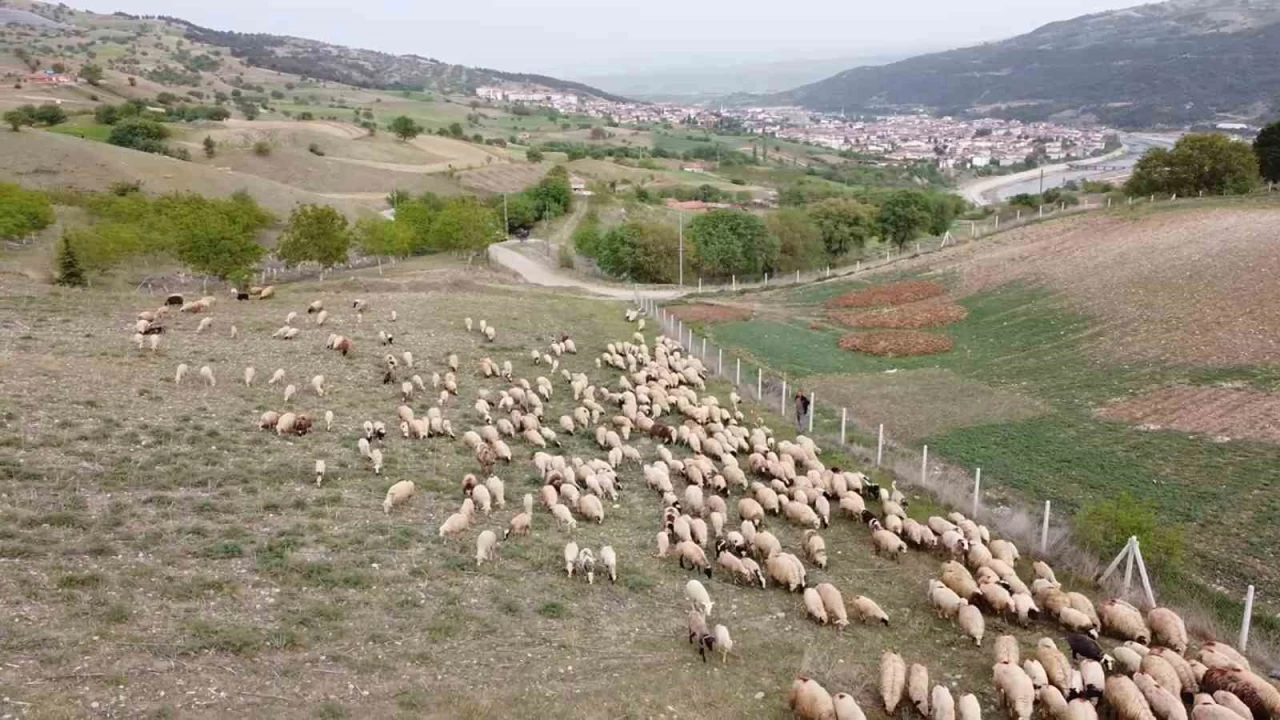 Amasya'da koyun sürülerinin yayla göçü başladı