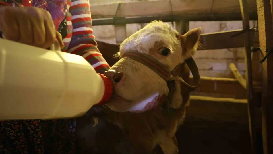 Annesi �len buza��y� elleriyle besliyorlar