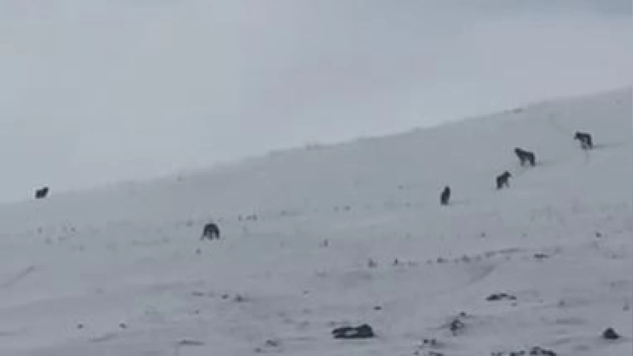 Ardahan'da karla kaplı arazide kurt sürüsü görüntülendi