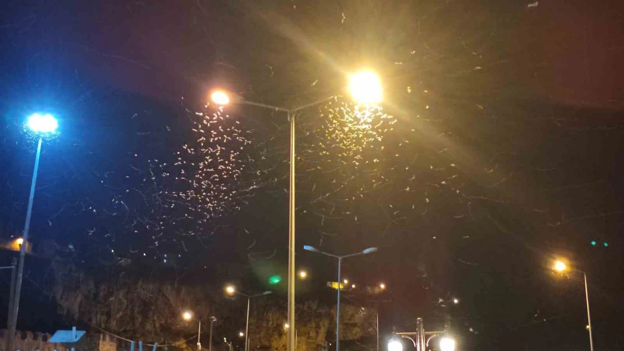 Ardahan'da kelebeklerin "ölüm dansı" devam ediyor