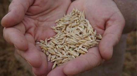 Arpanın merkezi Edirne'de verim üreticinin yüzünü güldürüyor