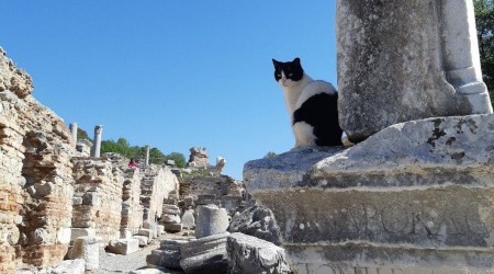 A retim yesinin projesine uluslararas destek