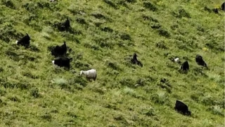 Bitlis'te kurbandan kaçan 26 kurbanlık keçi drondan kaçamadı