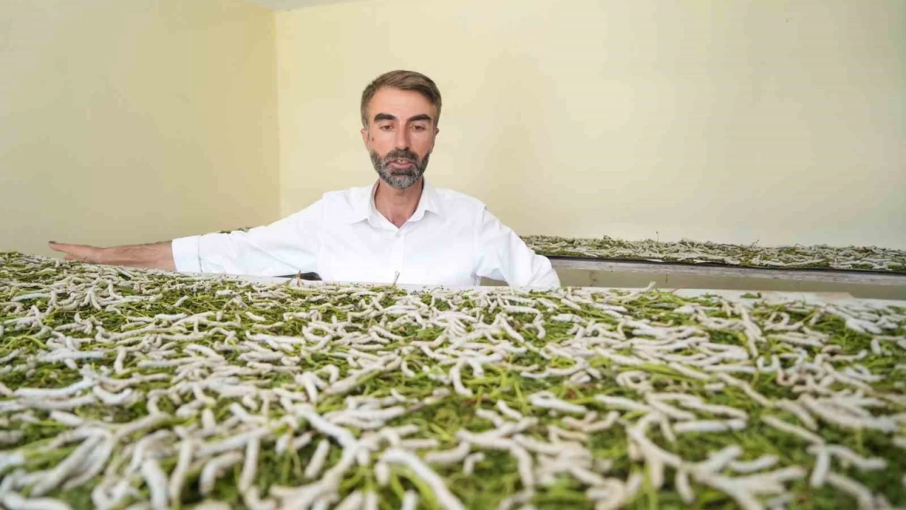 "Bcekle mi uraacaksn" szlerine aldrmad, binlerce lira kazand