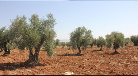 Bu zeytinyağı alzheimere, kansere iyi geliyor