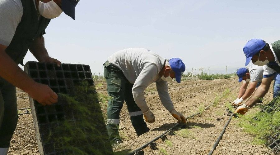 B�y�k�ehir Belediyesi �ift�ilere da��t�lacak olan ku�konmazlar�n dikimini yapt�