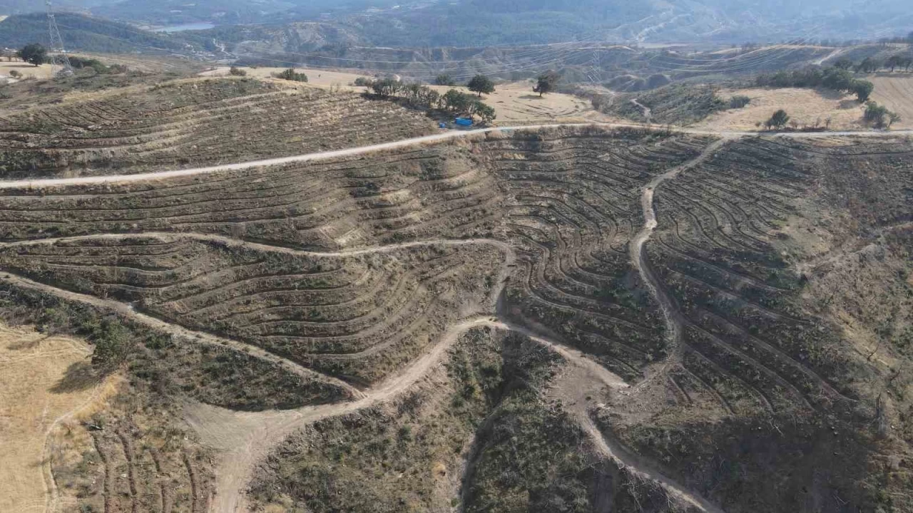 Çanakkale'deki orman yangınlarının ağır bilançosu açıklandı