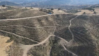 Çanakkale'deki orman yangınlarının ağır bilançosu açıklandı