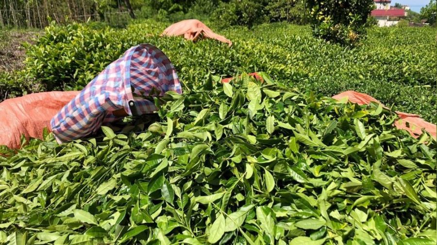 Çayda rekolte düştü