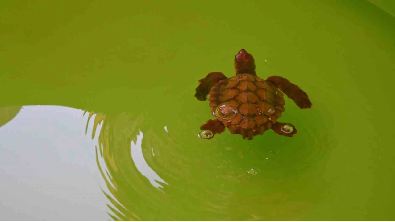 �uvala dolanm�� halde yaral� bulunan Caretta caretta denizle bulu�tu