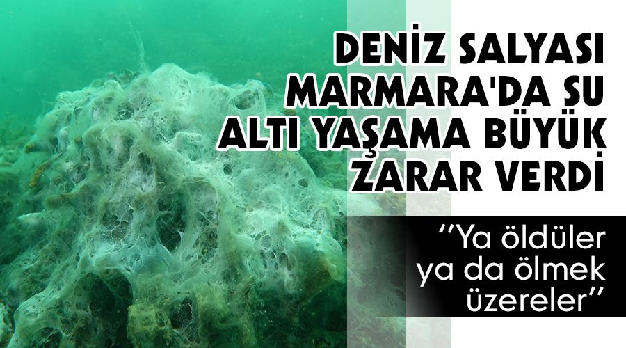 Deniz salyası Marmara'da su altı yaşama büyük zarar verdi