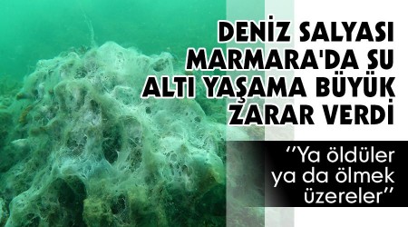Deniz salyası Marmara'da su altı yaşama büyük zarar verdi