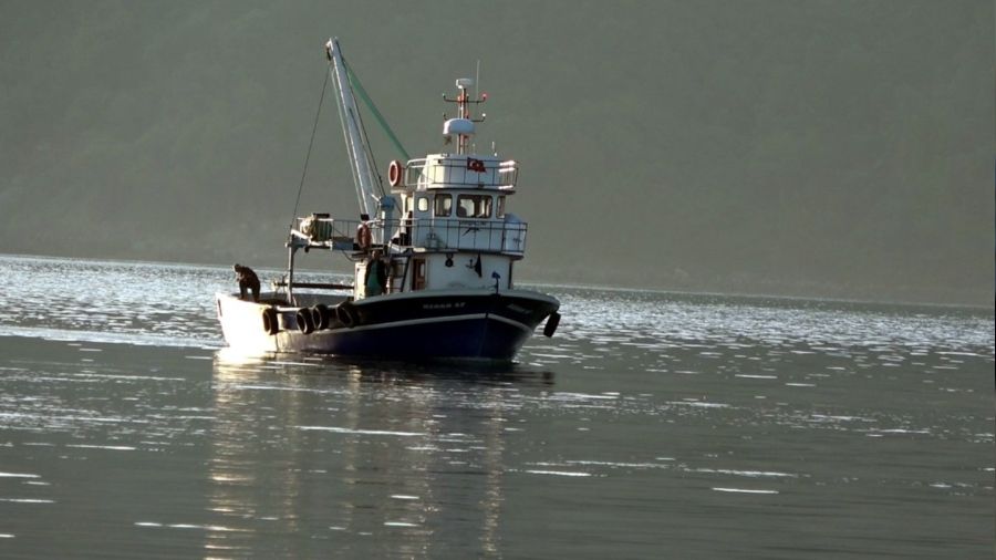 Deniz suyu sıcaklığı düşmeyince balıkçılar eli boş dönüyor