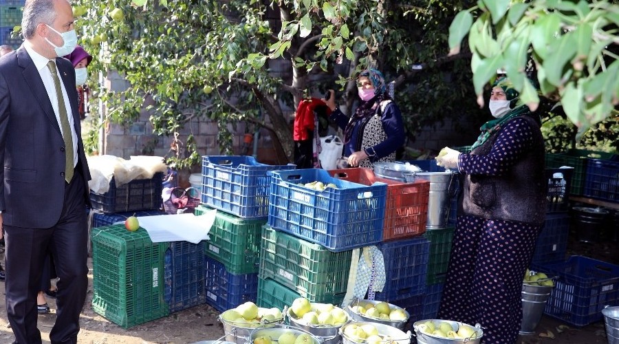 Deveci armudunda hasat bereketi