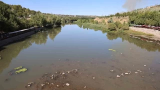 Dicle Nehri'nde balk lmleri grld
