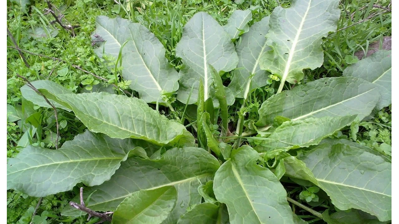 Doann sessiz ifas: Evelik Otu