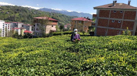 Doğu Karadeniz'de yaş çay sezonu hazırlıkları başladı