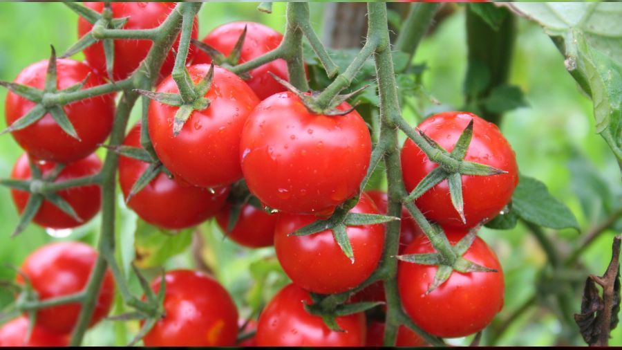 Domatesin fiyat� d��t�, meyveninki u�tu