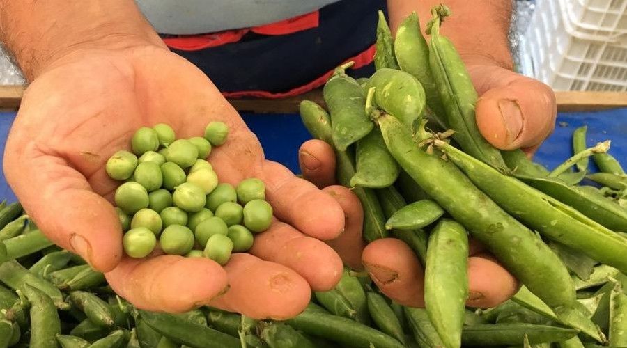 Eski�ehir'de sert ya�murlar araka verimini d���rd�