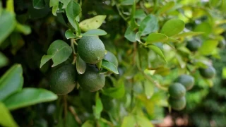 Fiyat ile yakan limonda hasat balad