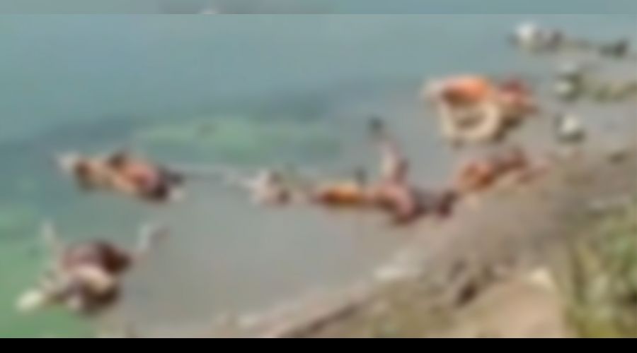 Ganj Nehri'nde dehşet verici görüntü