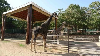 Gaziantep'in maskotu zrafa ld