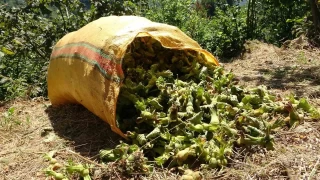 Giresun'da fındık hasadı başladı