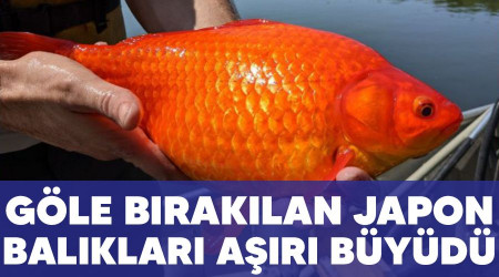 Göle bırakılan Japon balıkları aşırı büyüdü