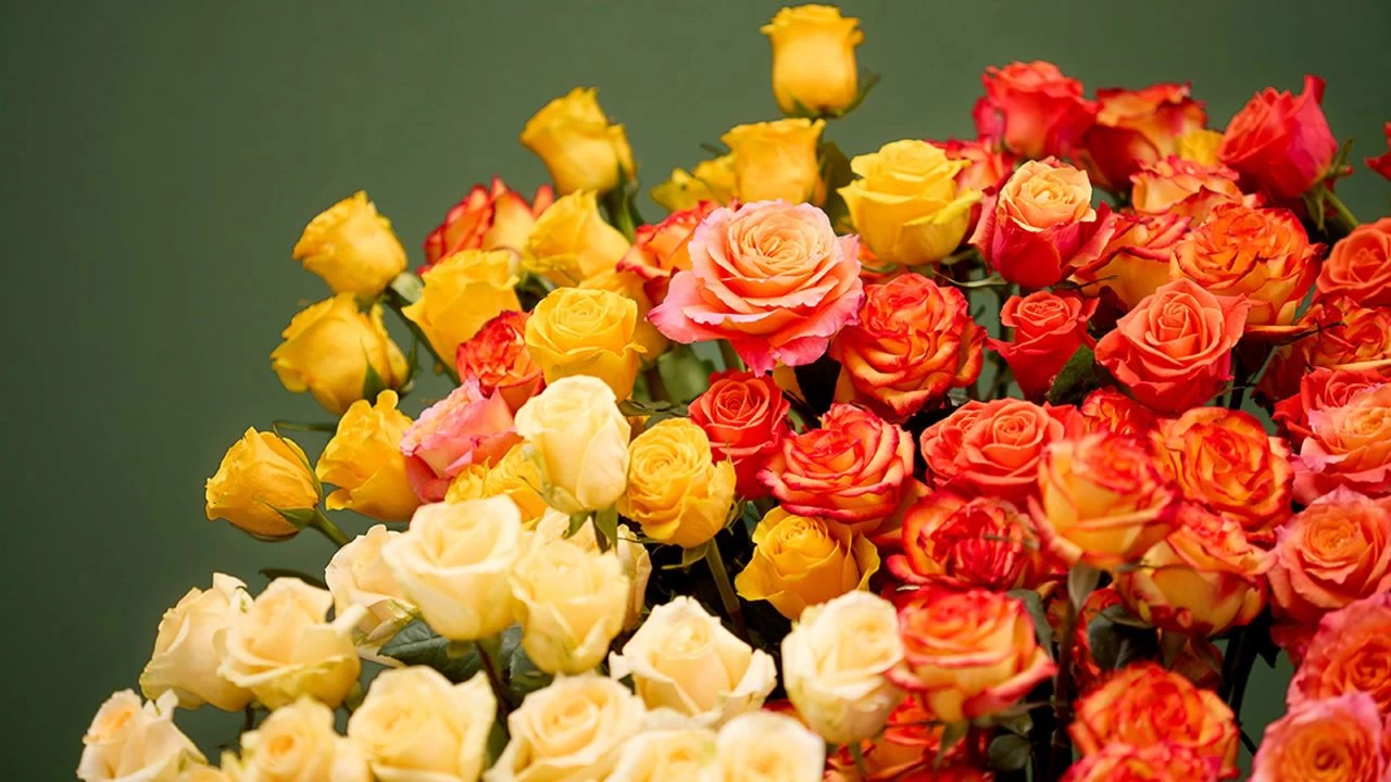 Gül: Aşkın ve güzelliğin evrensel simgesi