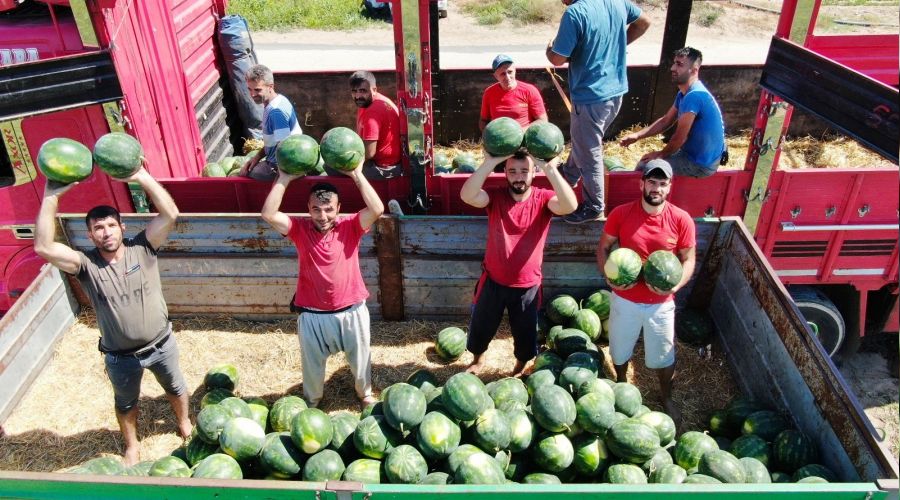 Günde 200 ton karpuz yüklüyorlar