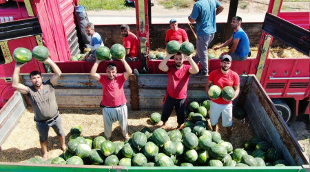 Günde 200 ton karpuz yüklüyorlar
