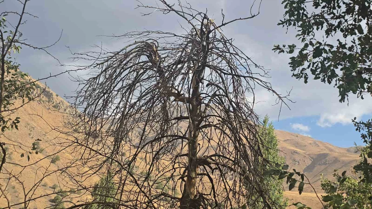 Hakkari'nin Cevizli kynde aalar kurudu: Tarlalar susuz kald
