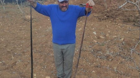 Havaların ısınmasıyla ortaya çıkan yılanlar köylüleri tedirgin etti
