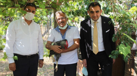 Horoz gibi öten tavuk gibi yumurtlayan horoz