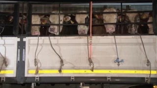 İstanbul'a kurbanlık hayvan girişleri başladı