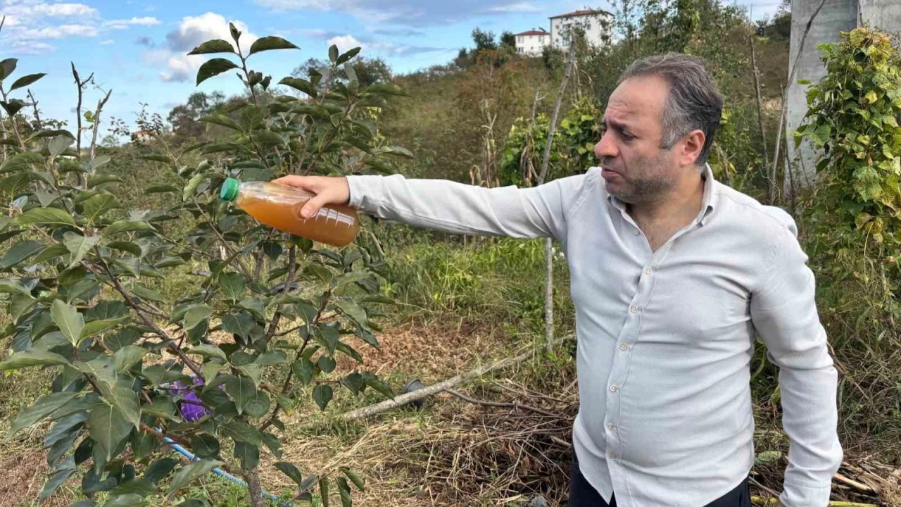 Kadife çiçeği ve soğanla kahverengi kokarcaya doğal çözüm