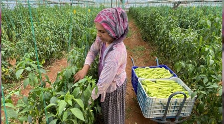 Kapanma öncesi seralarda ürün toplama telaşı