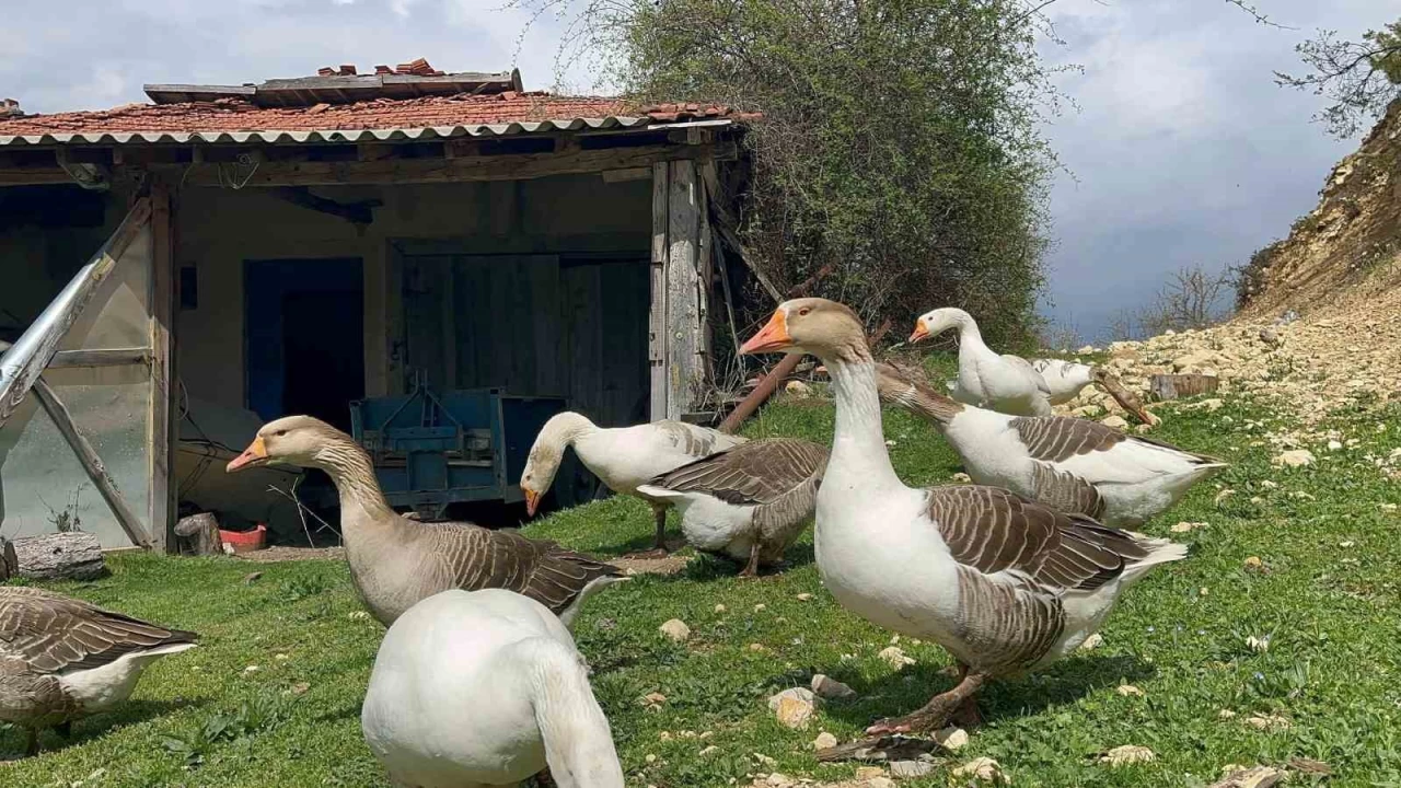 Kaz yumurtas� b�y�k ilgi g�r�yor