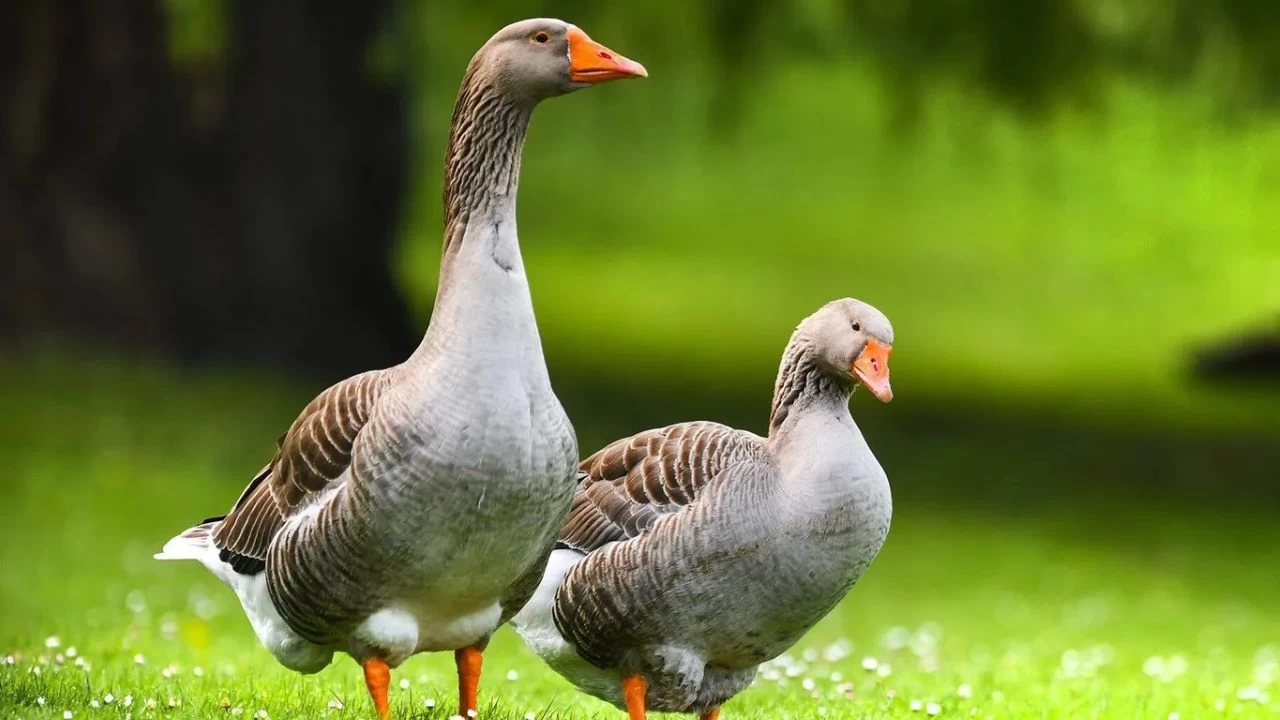 Kazlar: Uyank bekiler 