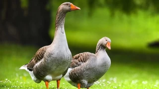 Kazlar: Uyank bekiler 