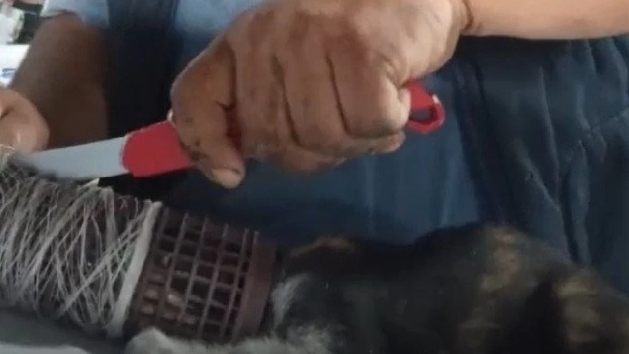 Kedinin imdat ���l���na �ef yeti�ti