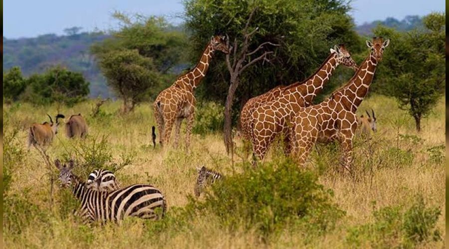 Kenya'da devriye uçağı düştü: 2 ölü